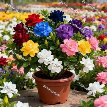現貨 新品首發 深色梔子花種子（250粒）四季種植 重辦驚艷梔子花 濃郁花色 芳香撲鼻 盆栽庭院 四季開花 多年生
