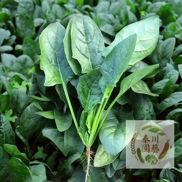 【台灣在地品種】大葉菠菜種子｜耐熱強、快收成｜煮湯炒菜都鮮甜｜陽台盆栽簡單種｜新手必備、現採最安心｜附簡易種植教程