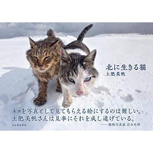 北に生きる猫