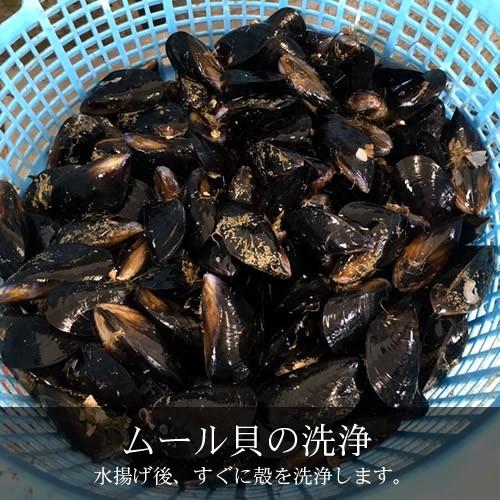 生ムール貝 小 1kg 三陸宮城県産 漁師直送 活ムール貝（イガイ ムラサキ貝 カラス貝）