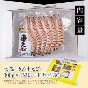 ふるさと納税 天然 活き車エビ 生食用 (計300g) エビ 海老 車海老 冷凍 刺身 さしみ 天ぷら 塩焼 バーベキュー 国産 大分県産 大分県 佐伯市 や.. 大分県佐伯市