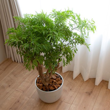 【室內盆栽】福祿桐盆栽(中) 開幕盆栽 盆栽送禮 升遷送禮