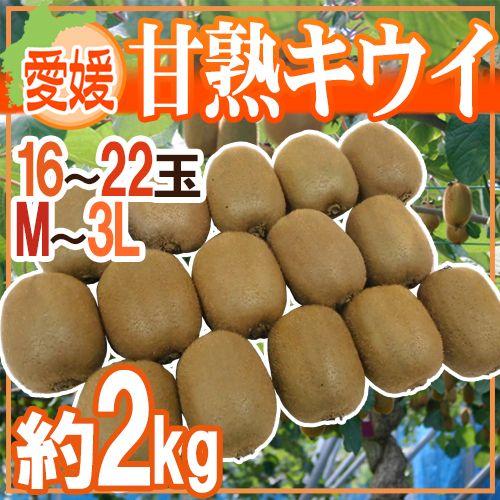 愛媛県 ”甘熟キウイ” 秀品 16〜22玉前後 約2kg 送料無料