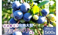 7月～9月発送 甘み際立つ、完熟大粒ブルーベリー 500g（250g×2パック）