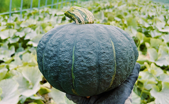 北海道 富良野産 甘ほくカボチャ 10kg かぼちゃ (山本農園)