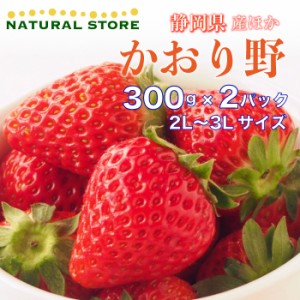 [予約 2024年1月5日-1月30日の納品] かおり野 2パック化粧箱 2L 3Lサイズ 約300g×2パック 静岡県産ほか 苺 いちご かおりの 高糖度 ブラ