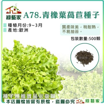 A78.青橡葉萵苣種子500顆(青橡木萵苣)(質柔味美，稍耐熱，不易抽苔)葉菜類種子【綠藝家】