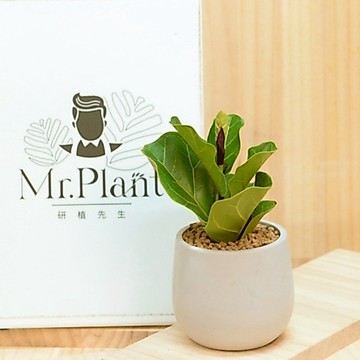 【拈花x研植】琴葉榕｜3 吋盆  觀葉植物｜水泥盆裝｜含盆寄送｜北歐風格植栽