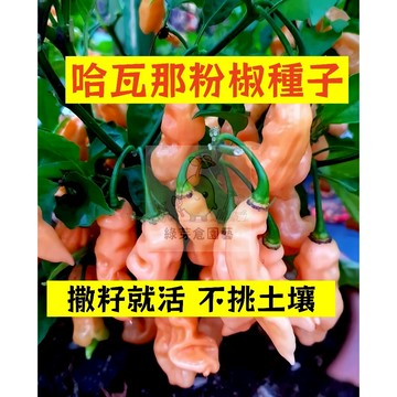 🌱早熟高產 🌶️哈瓦那粉椒種子LJ-60 分枝強壯 生長勢快 抗病性強 撒籽就活 不挑土壤 易種植田栽庭院盆栽蔬菜種子