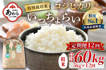 《定期便12回》特別栽培米 いっちょらい 精米 5kg（計60kg）／ 福井県産 ブランド米 コシヒカリ ご飯 白米 新鮮 大賞 受賞 新米