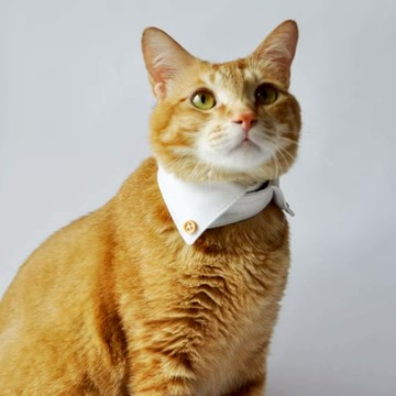 [高安實業]毛核子 貓襯衫領子 襯衫領子項圈