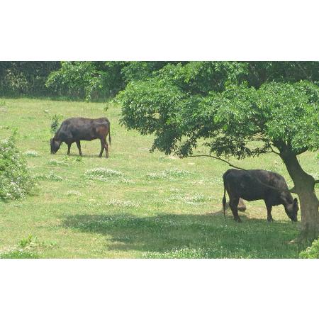 ふるさと納税 ［農林水産大臣賞受賞］備中牛 和牛ロースステーキ 800g 岡山県高梁市