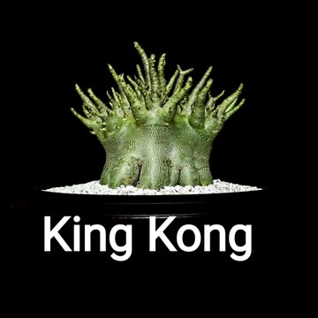 【塊根英雄】金剛沙漠玫瑰種子/Adenium arabicum King kong/知名泰國園藝沙漠玫瑰品種