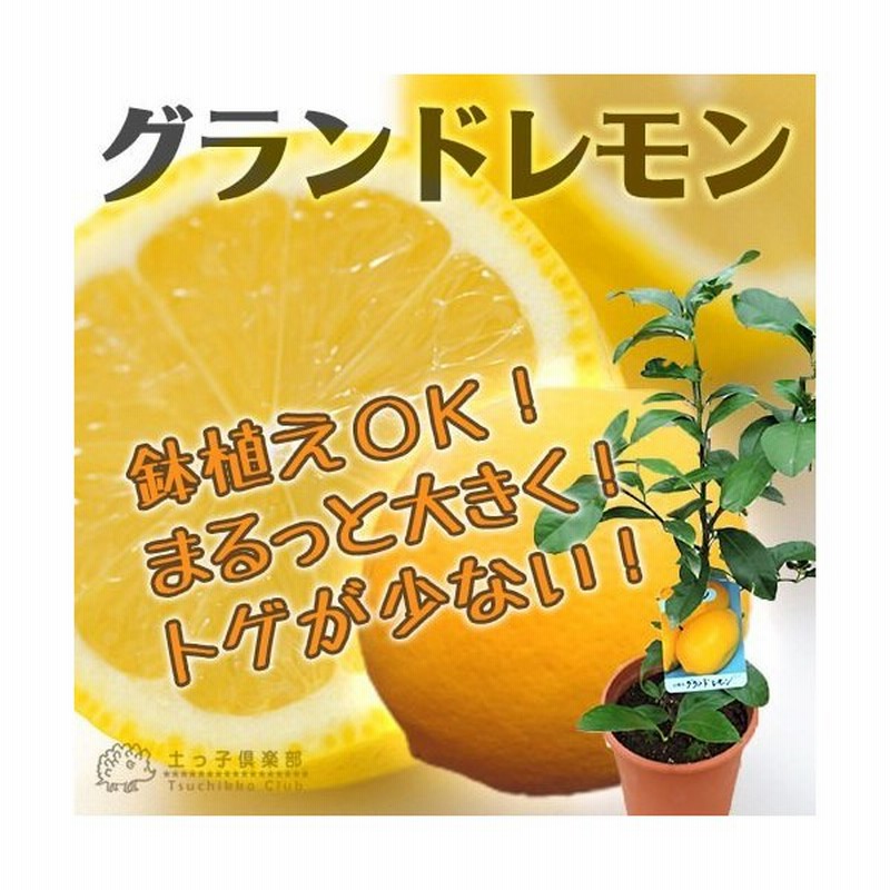 レモン グランドレモン 2年生 接ぎ木苗 6号鉢植え 通販 Lineポイント最大0 5 Get Lineショッピング