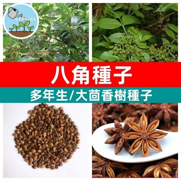 🥬大紅八角樹種子 八角金盤籽大茴香樹種子香料調料特色家庭蔬菜種子古龍八角樹種子多年生