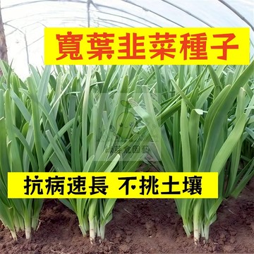 🌱【現貨-隔日到店】寬葉韭菜種子JC-3 抗病速長 不挑土壤 高產 四季青菜 韭黃 韭菜花 田園庭院盆栽四季蔬菜種子