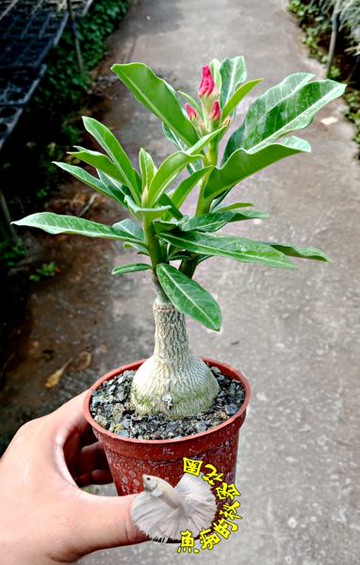 3吋盆 [複瓣沙漠玫瑰盆栽 重瓣沙漠玫瑰花盆栽]  顏色隨機出！已有花苞的優先出貨~ 多年生觀賞花卉盆栽~ 室外半日照佳