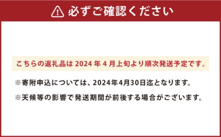 こだわり サラダ玉ねぎ 合計 8kg タマネギ たまねぎ  玉ねぎ 玉葱 常温 九州 熊本県産