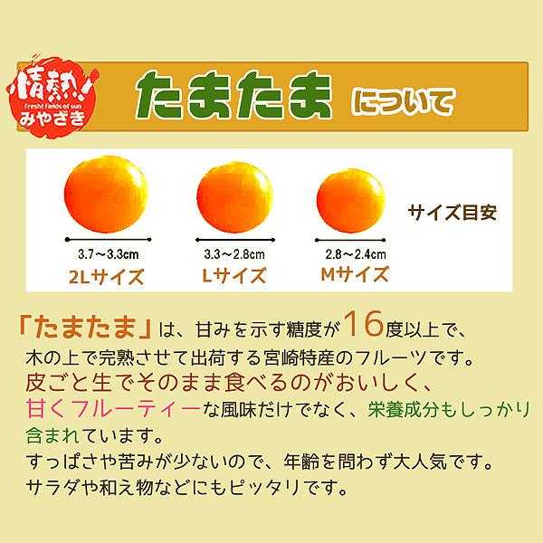 最高糖度18度 減農薬 宮崎産 完熟 きんかん 金柑 1kg 3Lサイズ 贈答用 産地直送