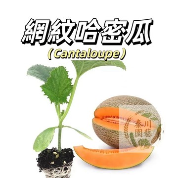 台灣現貨（網紋紅肉哈密瓜種子） 顏值高橙肉可留種~個頭小高產好養~春秋播種甜瓜種子#熱帶爬藤水果種子