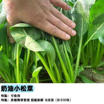 台灣當季蔬菜種子 奶油小菘菜 小鬆菜 雞毛菜 小白菜 家庭菜園 陽台盆栽 有機種植 快速收成 新手適用