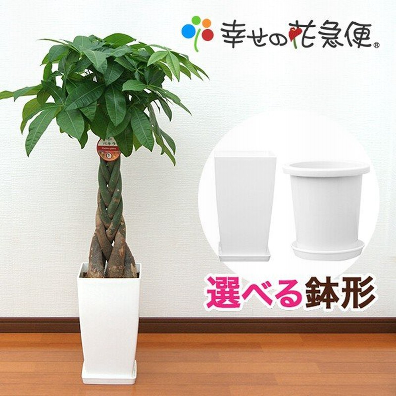 観葉植物 パキラ8号プラスチック鉢 開店祝い 新築祝い 通販 Lineポイント最大0 5 Get Lineショッピング