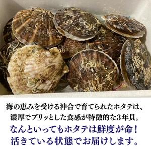 ふるさと納税 14-042 北海道産活ほたて3kg   オリジナル名入れ剥きへら付き 北海道石狩市