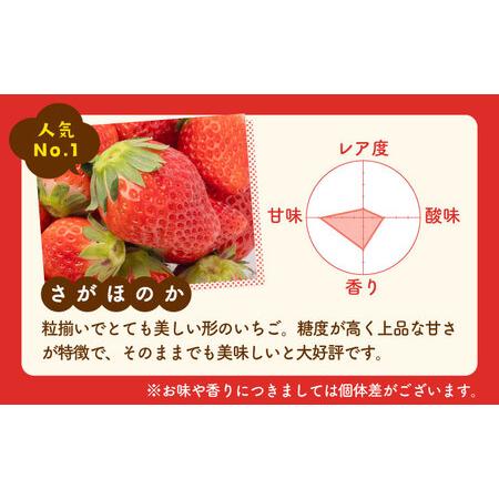 ふるさと納税 希少白いちごパールホワイト、さがほのかと冷凍いちご [IAQ010] 佐賀県白石町