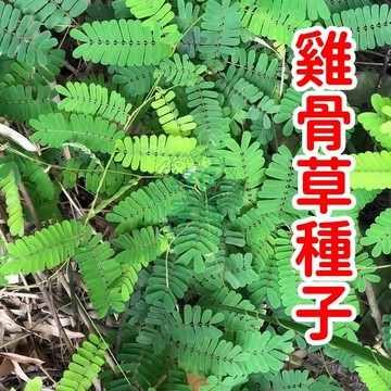 【雞骨草種子】臺灣自育稀有品種！濃縮四季精華的藥用奇蹟，陽台盆栽一株成景，養肝護脾的綠意珍寶～