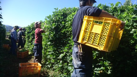 野菜　野菜詰め合わせ　旬のお野菜おまかせセット橋本自然農苑　自然栽培　野菜セット　季節の野菜