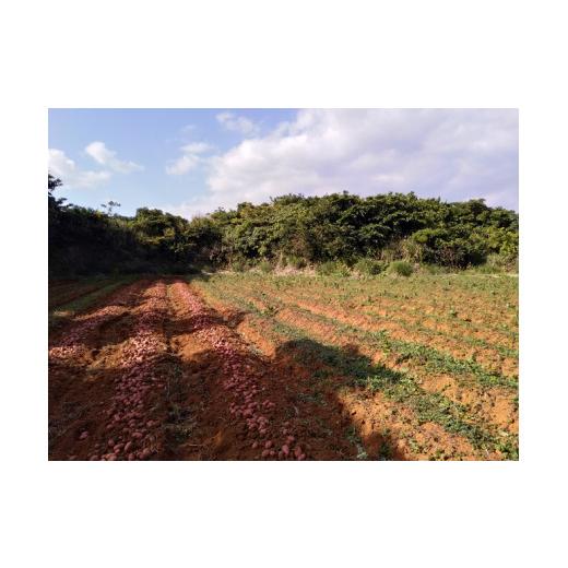 ふるさと納税 鹿児島県 知名町 先行予約受付人気の赤いジャガイモ　てれやさん　乳酸菌育ち！！