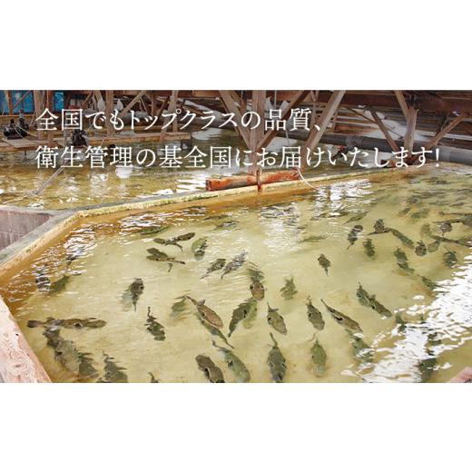 ふるさと納税 長崎県 平戸市 活〆おうごんとらふぐ贅沢セット（4人前） 平戸市 ／ 松永水産 [KAB126]