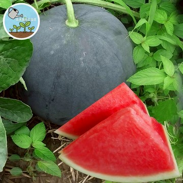 🍉【台灣品種】黑皮大西瓜種子 無籽西瓜種子  大瓜沙脆甜 家庭農園種植 田園栽培 瓜果種子 夏季消暑