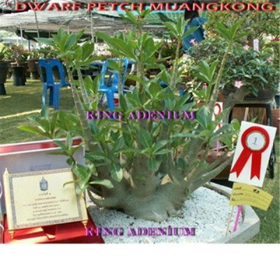 多肉植物 塊根植物 種子 種 キョウチクトウ科 矮性品種 Adenium Arabicum Dwarf PMK アデニウム アラビクム ドワーフ  PMK 種子10粒 | LINEブランドカタログ