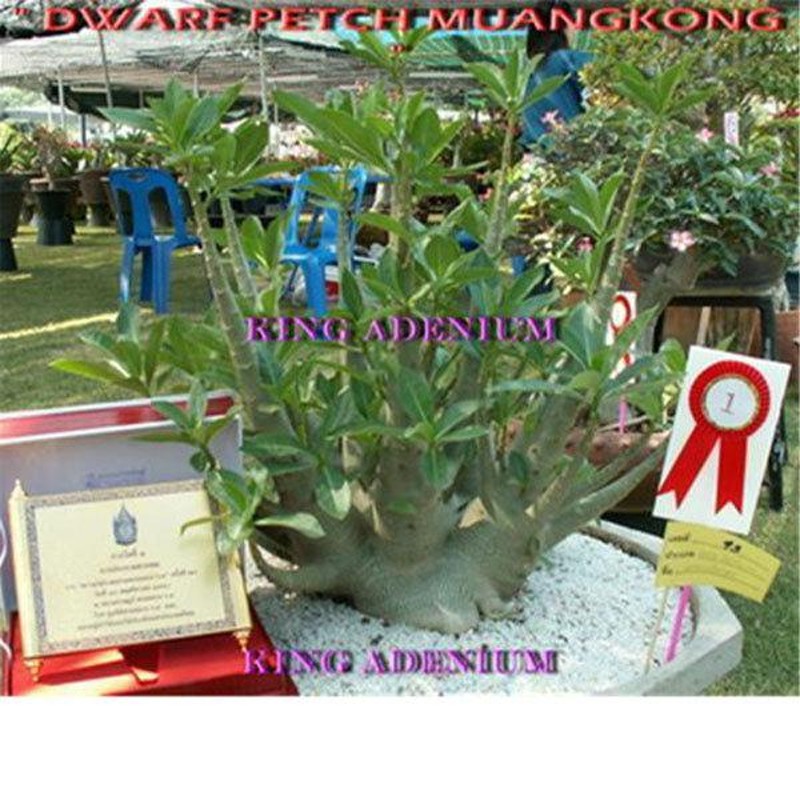 シシトウ 塊根植物 種子 多肉植物 塊根植物 種子 種 キョウチクトウ科 Caudex Adenium