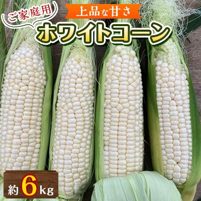 ふるさと納税 高松市 ご家庭用　ホワイトコーン　約6kg