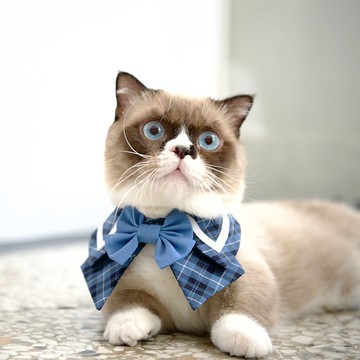 夏洛特領巾丨藍丨ZAZAZOO貓咪英倫風領巾