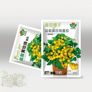 🍅原廠大包裝 盆栽黄珍珠番茄種子（約200粒種子） 水果蔬菜種子 小番茄櫻桃番茄 甜度高 四季播種/原裝包對版
