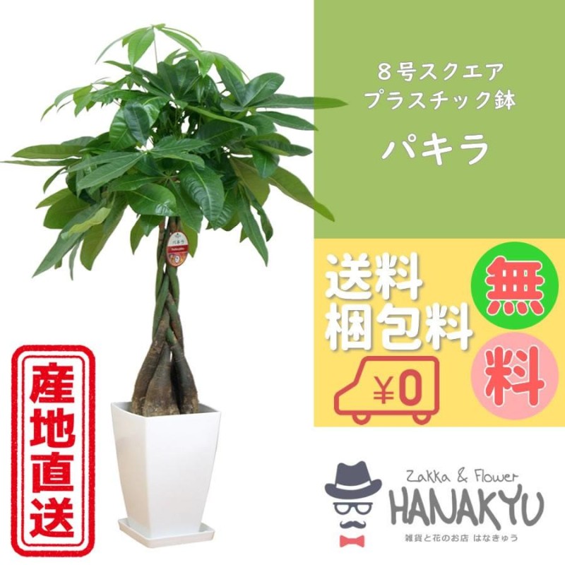 人気の観葉植物 おしゃれ パキラ 開店祝い ８号 スクエアプラスチック