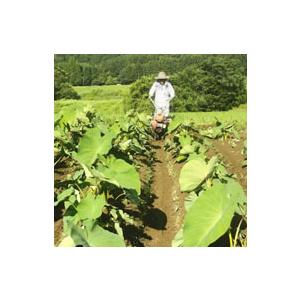 自然栽培 野菜セット（10〜11種類）★季節の旬のお野菜詰め合わせ★無肥料・無農薬の、究極の自然栽培農法の野菜たちをお届けします♪