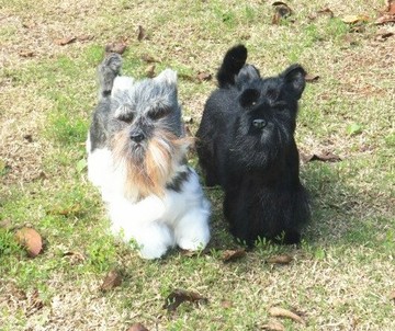 仿真雪納瑞狗 仿真小狗 寵物狗 仿真動物模型玩具 攝影舞臺道具