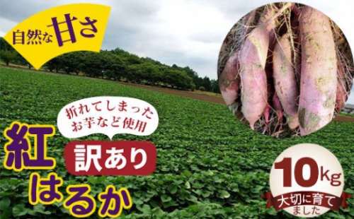 No.395 紅はるか10kg ／ お芋 甘い さつまいも 茨城県