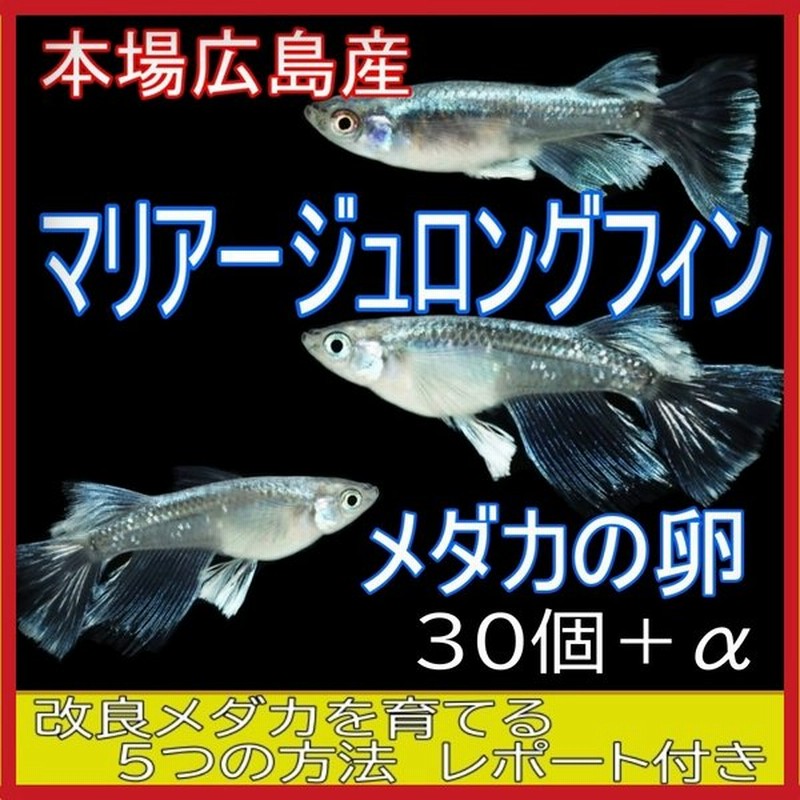 広島産 マリアージュロングフィン 卵30個 メダカ ブルー 最高峰 改良 めだか 超美個体 鱗光 通販 Lineポイント最大0 5 Get Lineショッピング