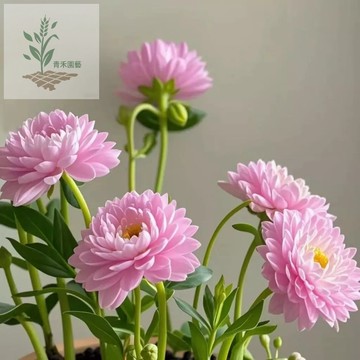 青禾園藝 大花碧蘭種子（500粒）當季種植 濃香型 大花碧濃香花卉 盆栽綠植花卉大全四季開花室內外陽台易養 多年生