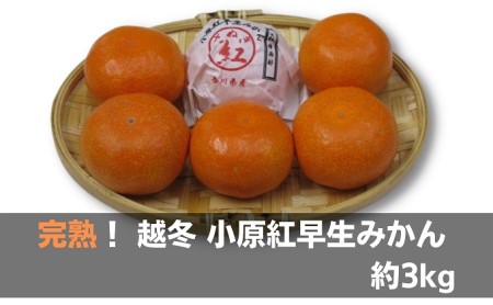 完熟！ 越冬 小原紅早生みかん　約3kg