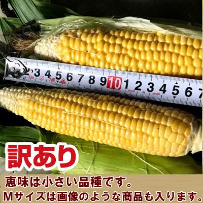 ふるさと納税 富良野市 生で食べられるトウモロコシ　訳あり　恵味(めぐみ)　6本入り