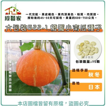 【綠藝家】大包裝G22-1.橙鳳小南瓜種子15顆//一代交配，果皮橘色，果肉深黃色，粉質，肉質甜。