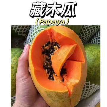 【台灣現貨】藏木瓜種子｜高原風味果樹｜果香濃郁耐寒性佳｜陽台庭院可種｜果實香氣濃郁深厚、風味層次豐富#果菜類