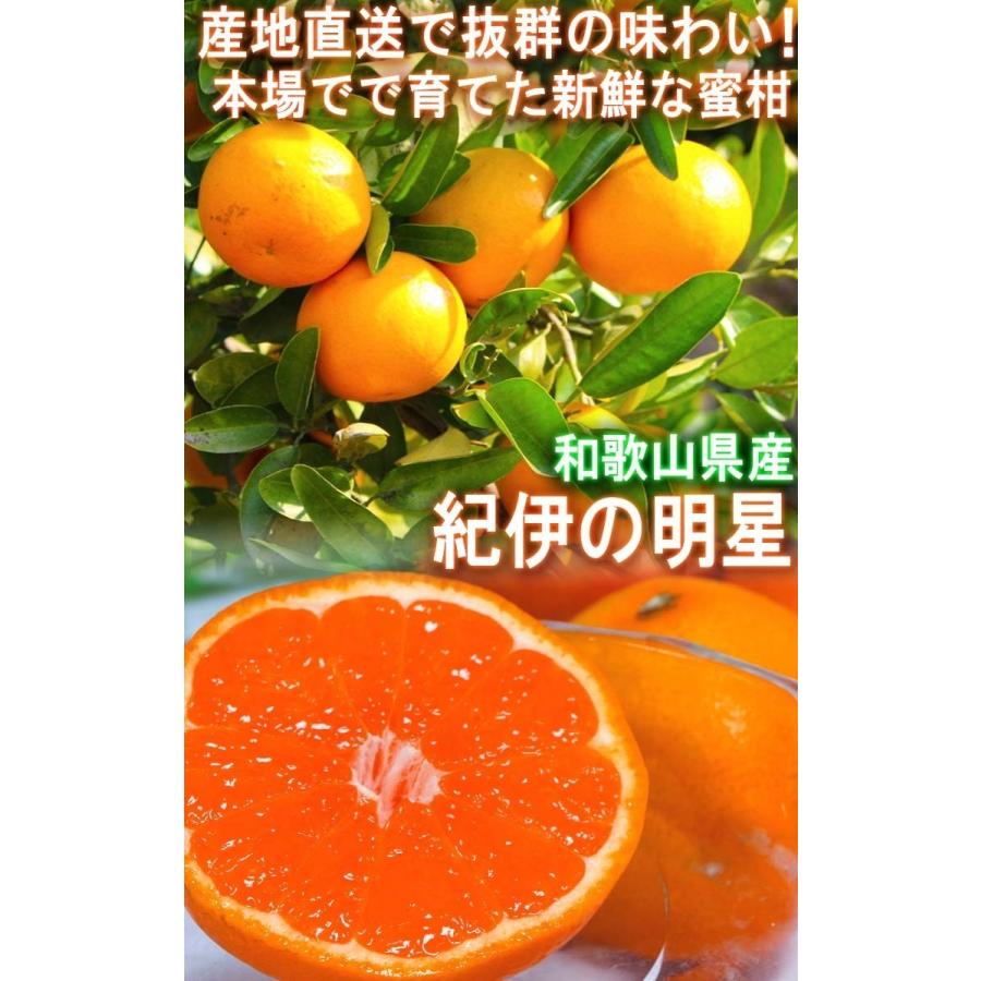 産地直送 紀伊の明星 温州みかん 約10kg L〜3Lサイズ 和歌山県産 大玉限定 蜜柑の出荷量日本一！和歌山で育てた抜群の鮮度と味わい