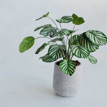 青蘋果竹芋仿真植栽